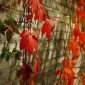 Red Leaves by Site Administrator
